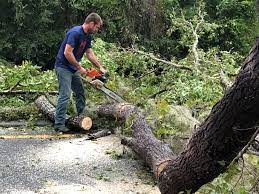 Best Tree Mulching  in Rocky River, OH