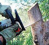 Best Tree Trimming and Pruning  in Rocky River, OH