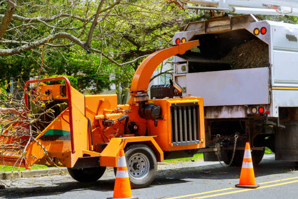 Best Storm Damage Tree Cleanup  in Rocky River, OH