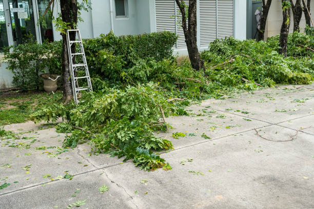 Best Tree Preservation Services  in Rocky River, OH