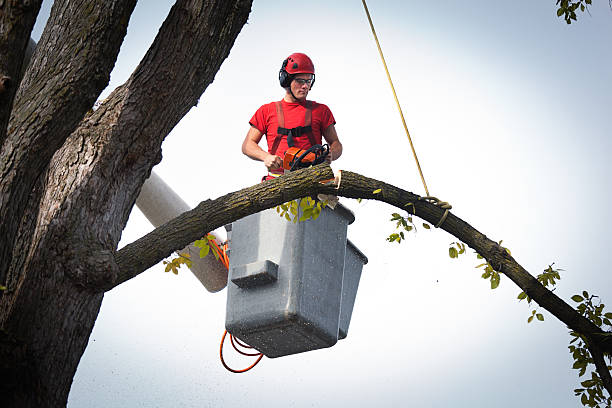 Best Commercial Tree Services  in Rocky River, OH