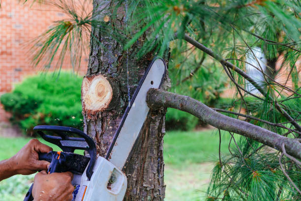 Best Lawn Mowing  in Rocky River, OH